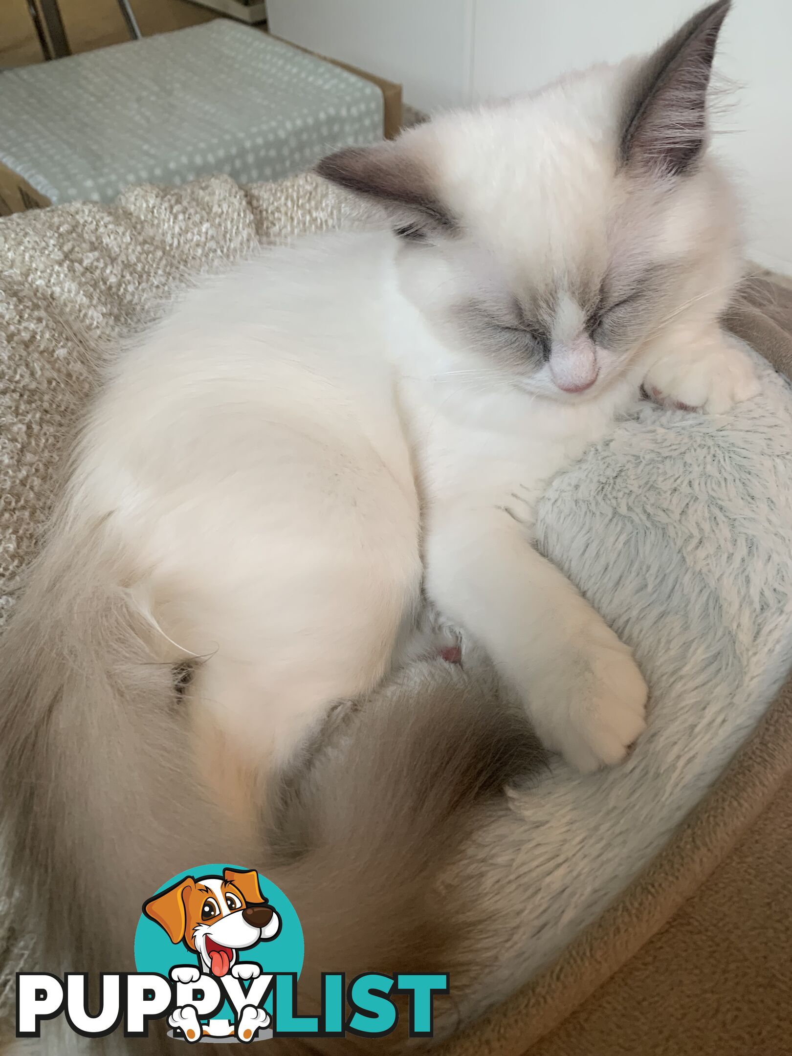 Ragdoll kitten purebred