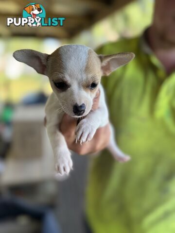 Chihuahua Puppies