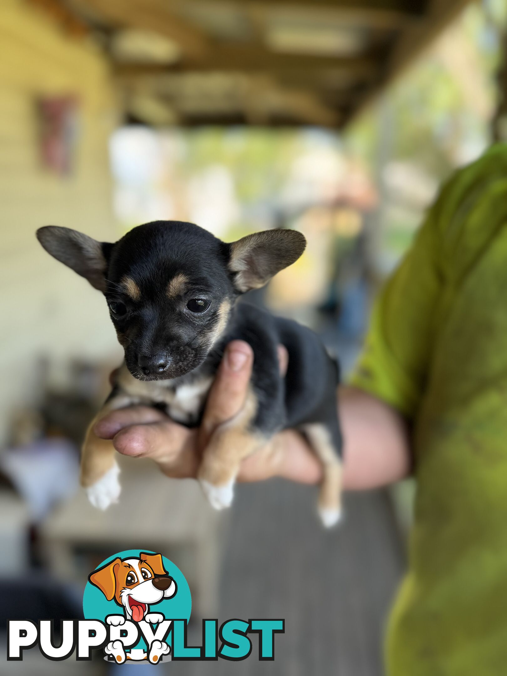 Chihuahua Puppies