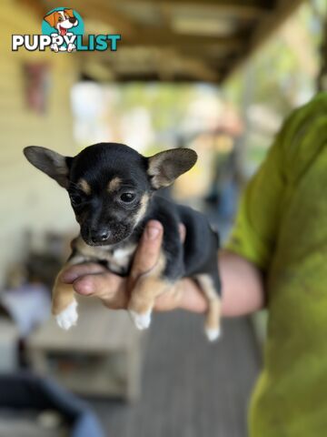 Chihuahua Puppies