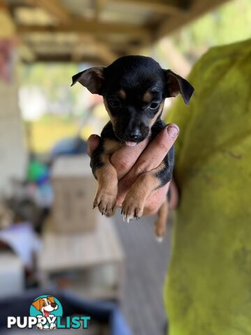 Chihuahua Puppies