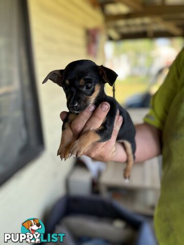 Chihuahua Puppies