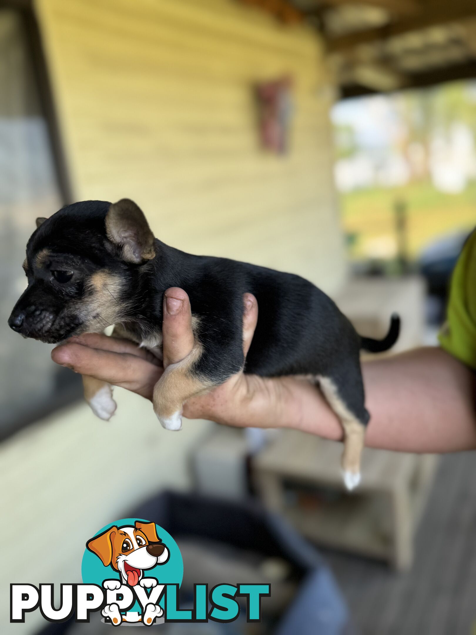 Chihuahua Puppies