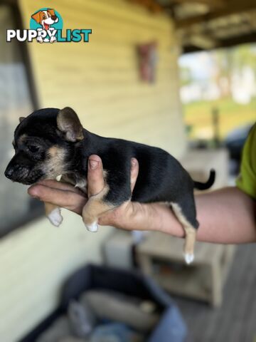 Chihuahua Puppies