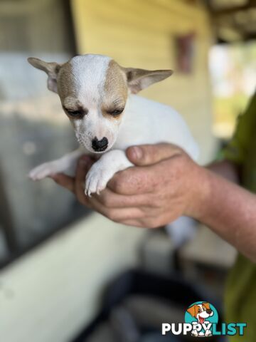 Chihuahua Puppies