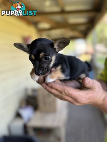 Chihuahua Puppies