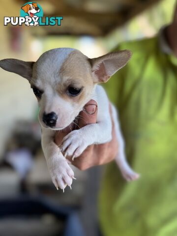 Chihuahua Puppies