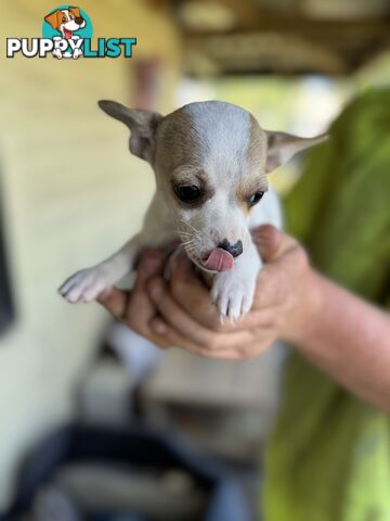 Chihuahua Puppies