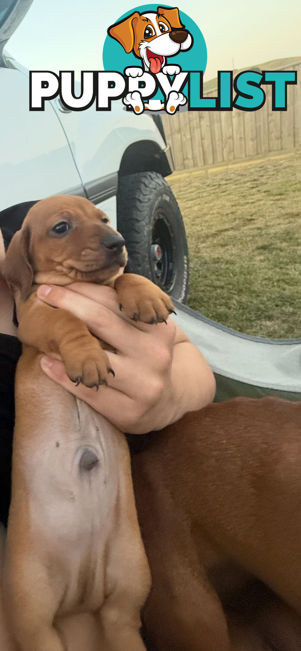 Purebred Dachshund Miniature pups