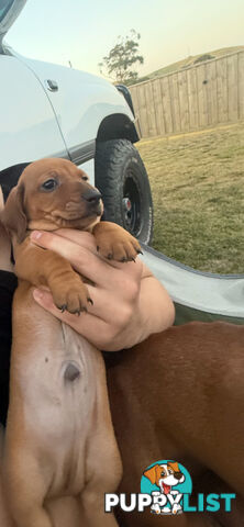 Purebred Dachshund Miniature pups