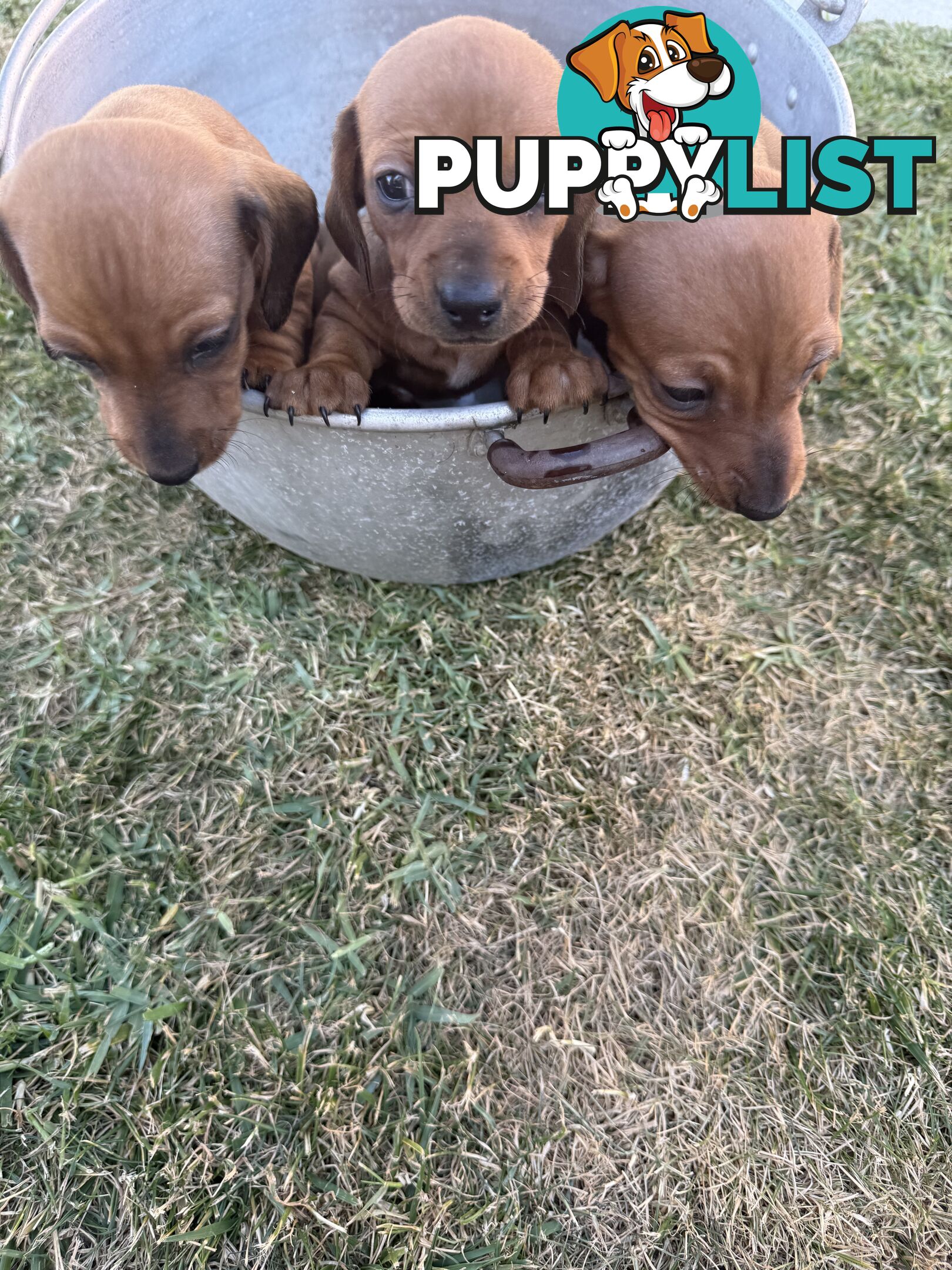 Purebred Dachshund Miniature pups