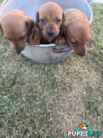 Purebred Dachshund Miniature pups