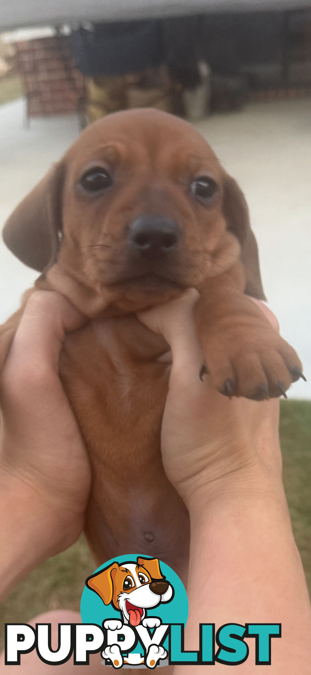 Purebred Dachshund Miniature pups