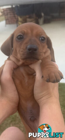 Purebred Dachshund Miniature pups