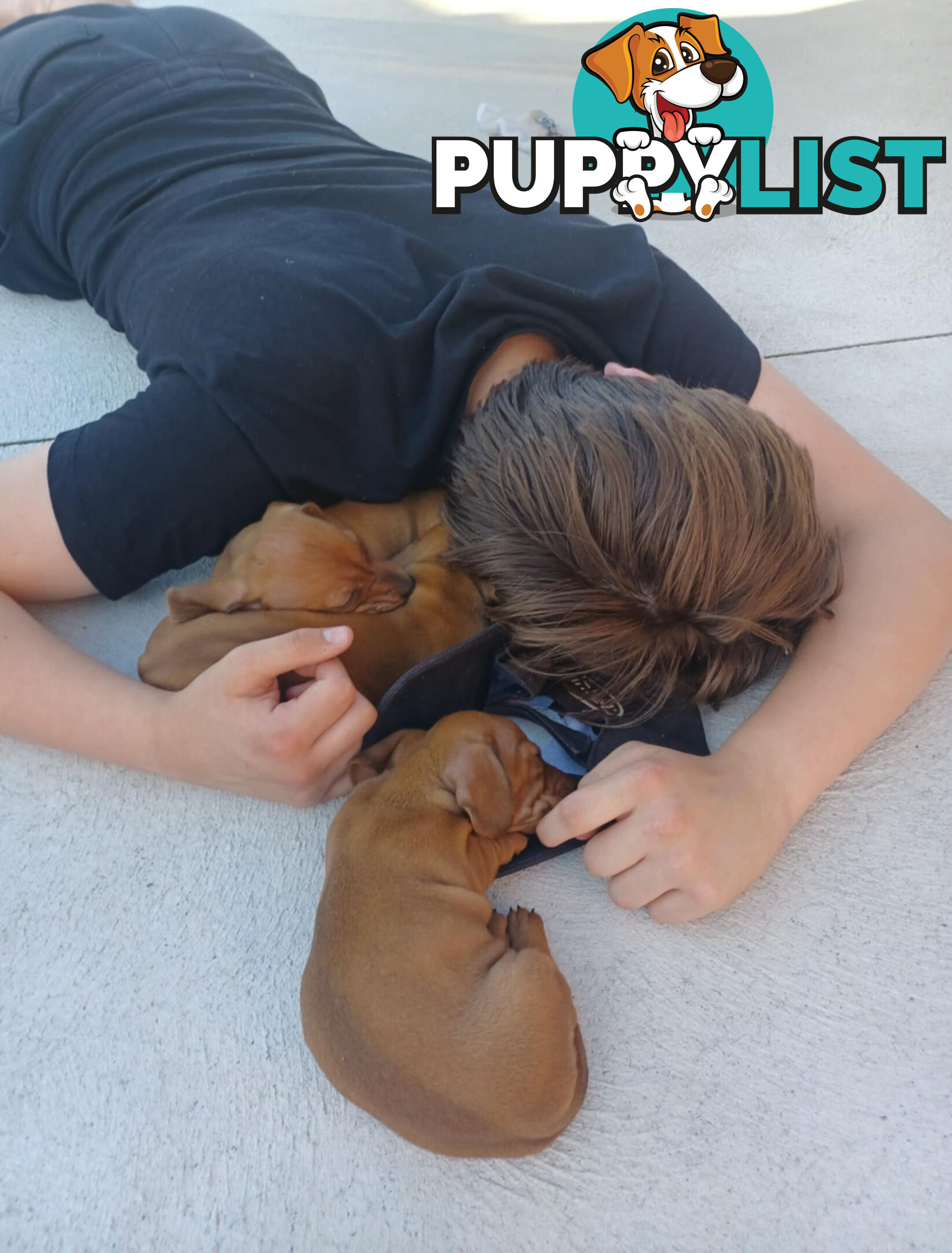 Purebred Dachshund Miniature pups