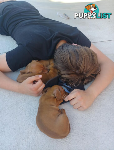 Purebred Dachshund Miniature pups