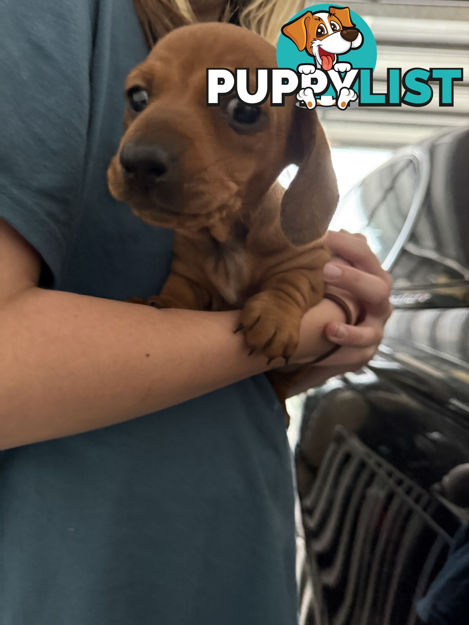 Purebred Dachshund Miniature pups