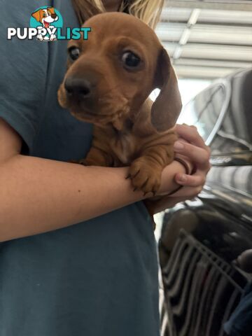 Purebred Dachshund Miniature pups