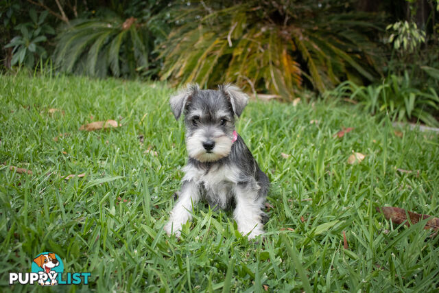 Purebred Miniature Schnauzer Puppies