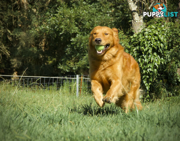 Purebred Golden Retriever Stud available