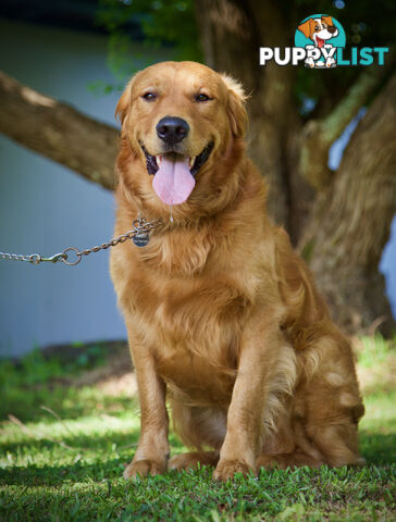 Purebred Golden Retriever Stud available