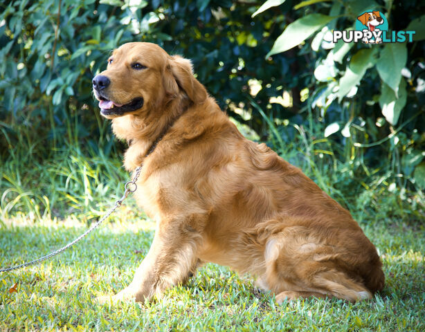 Purebred Golden Retriever Stud available