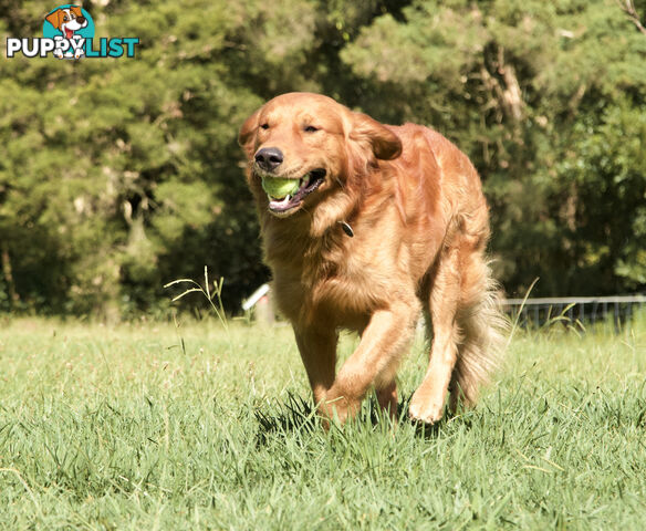 Purebred Golden Retriever Stud available