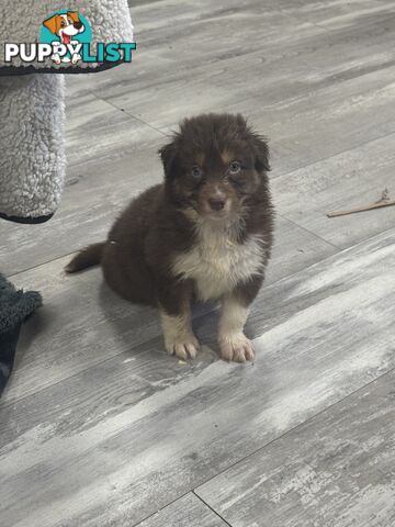 Australian Shepherd