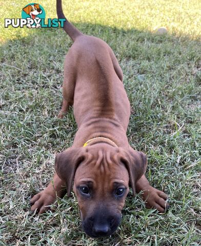 Rhodesian ridgeback puppies