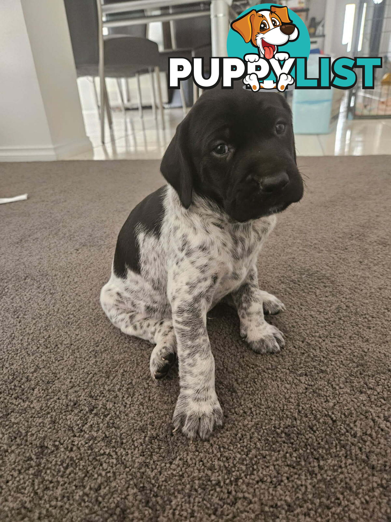 Pure breed german shorthaired puppies