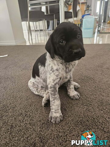 Pure breed german shorthaired puppies