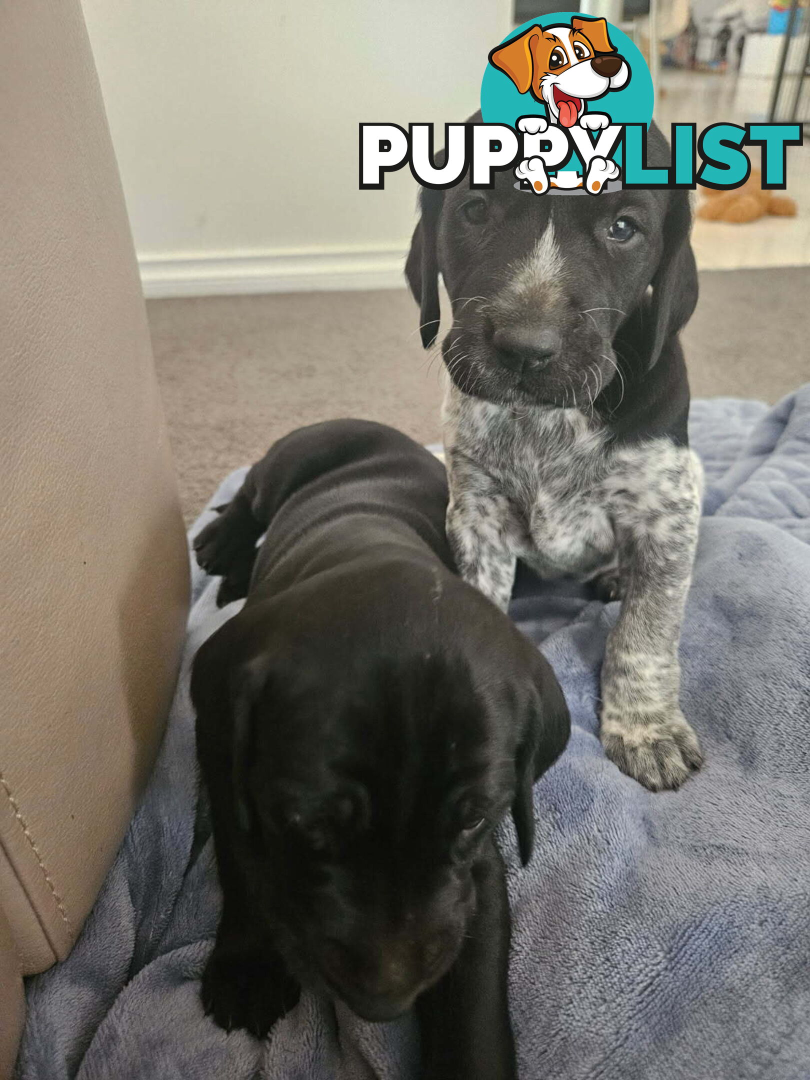 Pure breed german shorthaired puppies