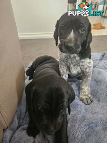 Pure breed german shorthaired puppies