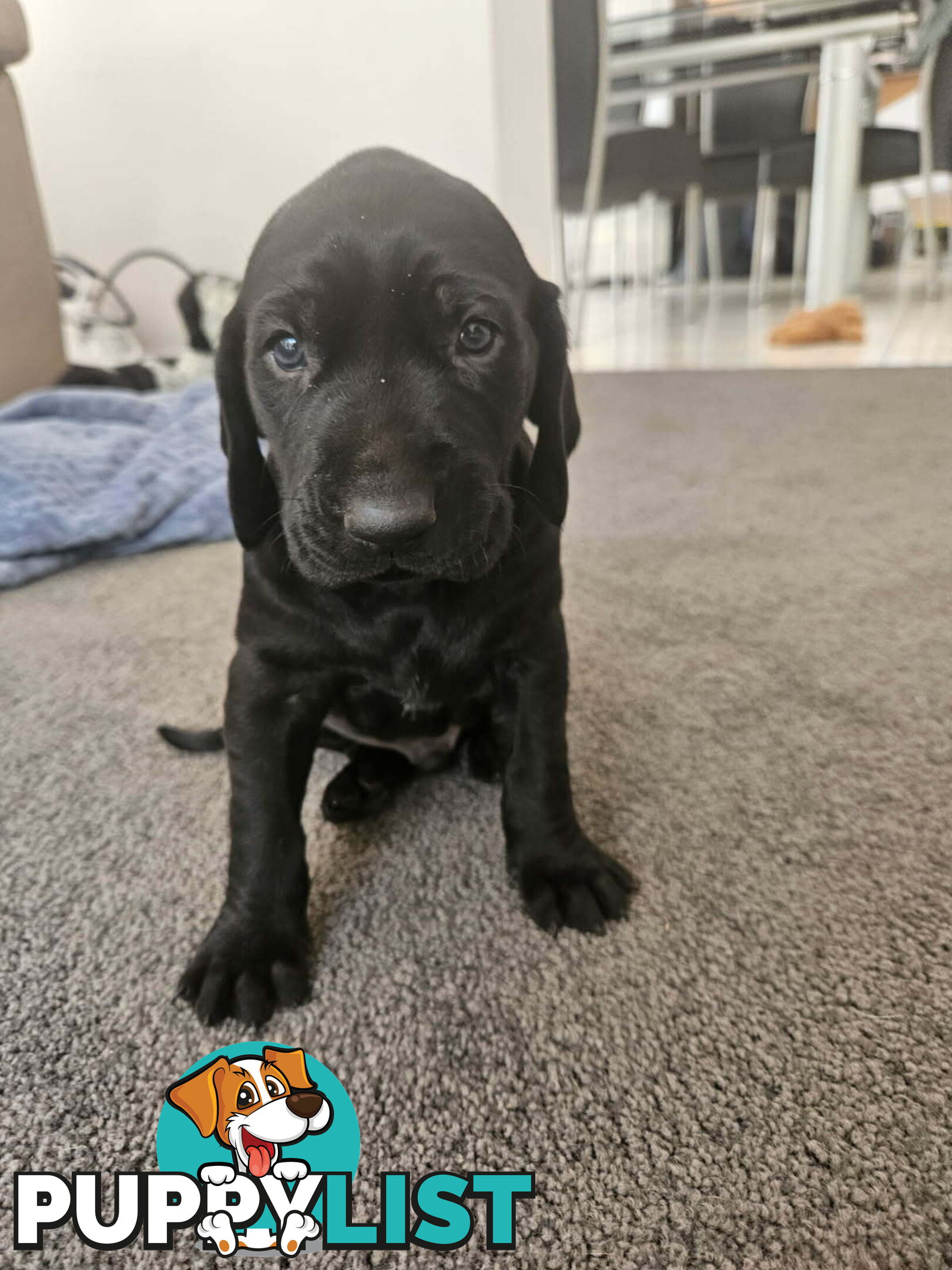 Pure breed german shorthaired puppies