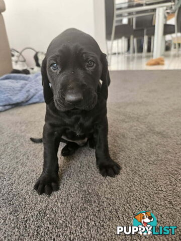 Pure breed german shorthaired puppies