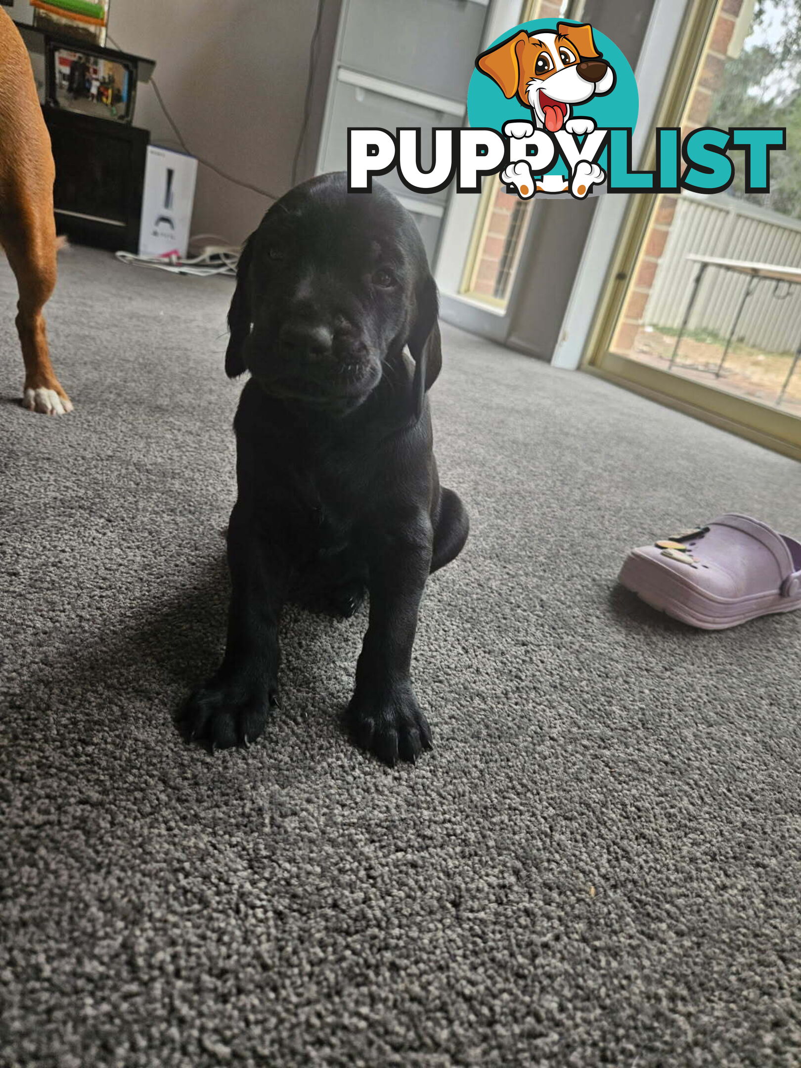 Pure breed german shorthaired puppies