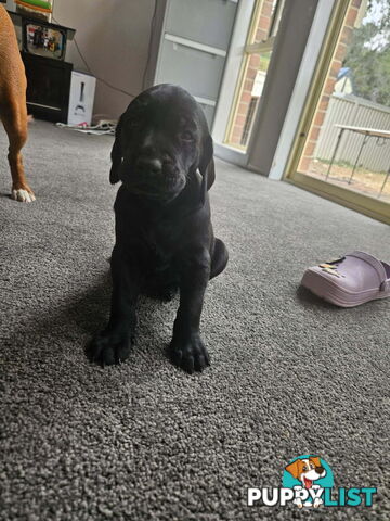 Pure breed german shorthaired puppies