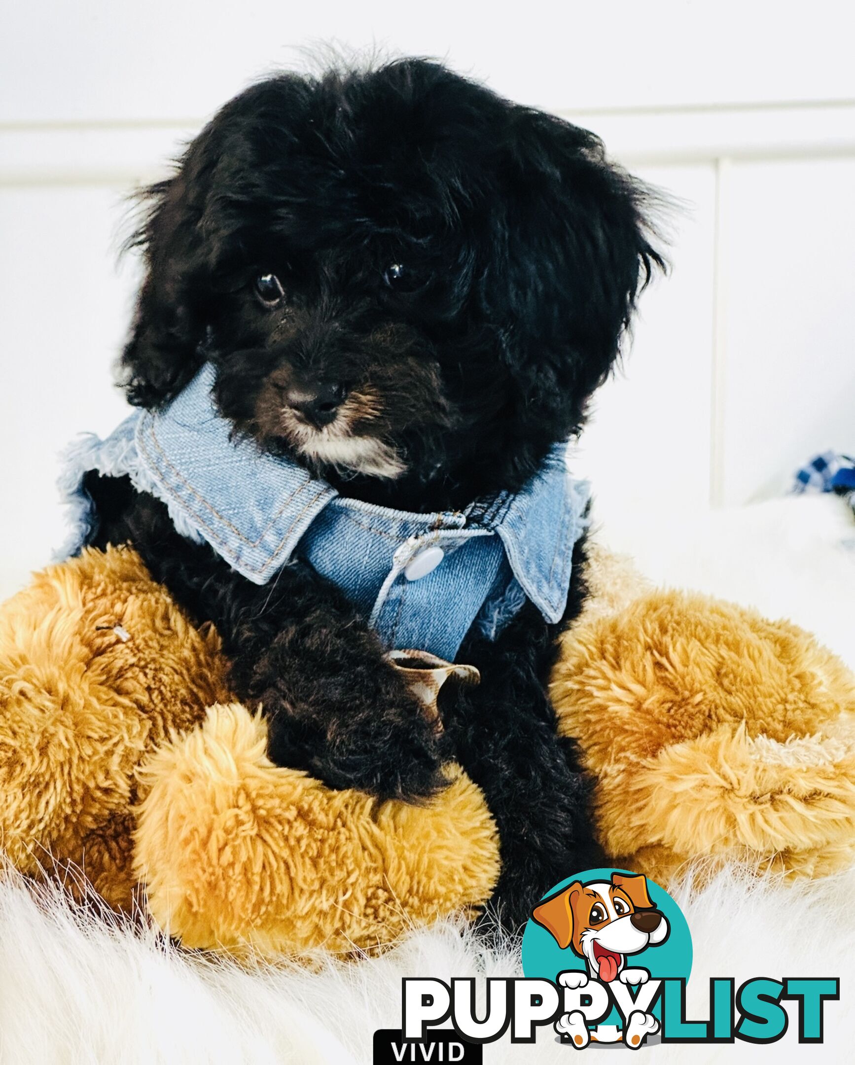 Beautiful First Generation Cavoodle