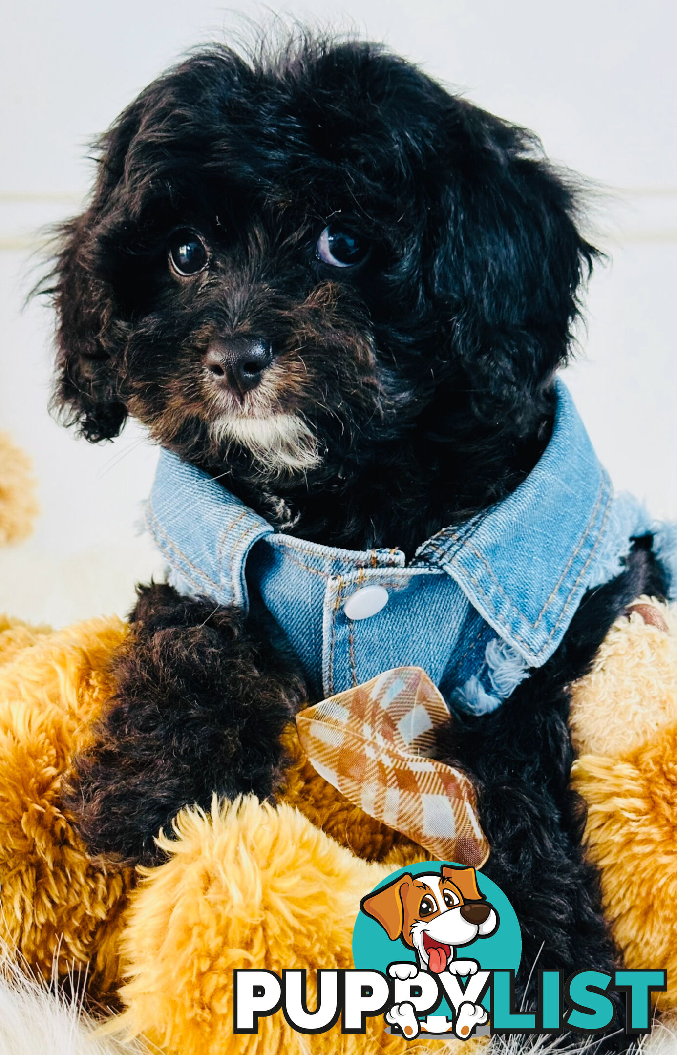 Beautiful First Generation Cavoodle