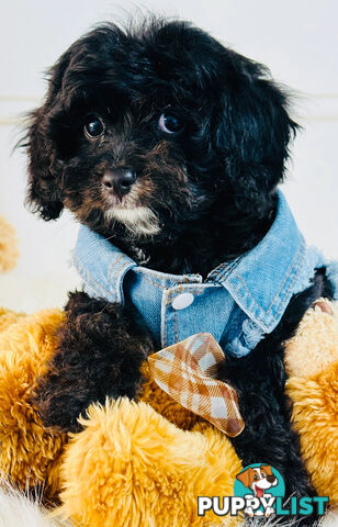 Beautiful First Generation Cavoodle