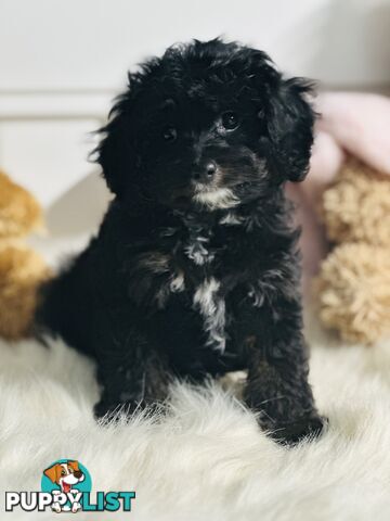 Beautiful First Generation Cavoodle