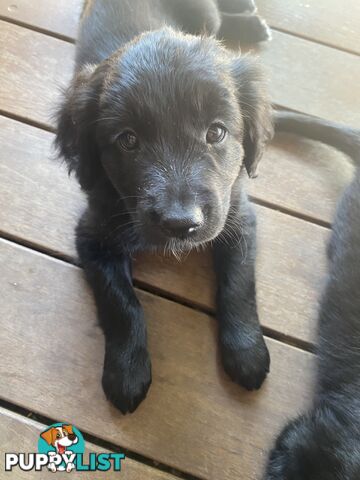 Beautiful puppies 7 weeks old