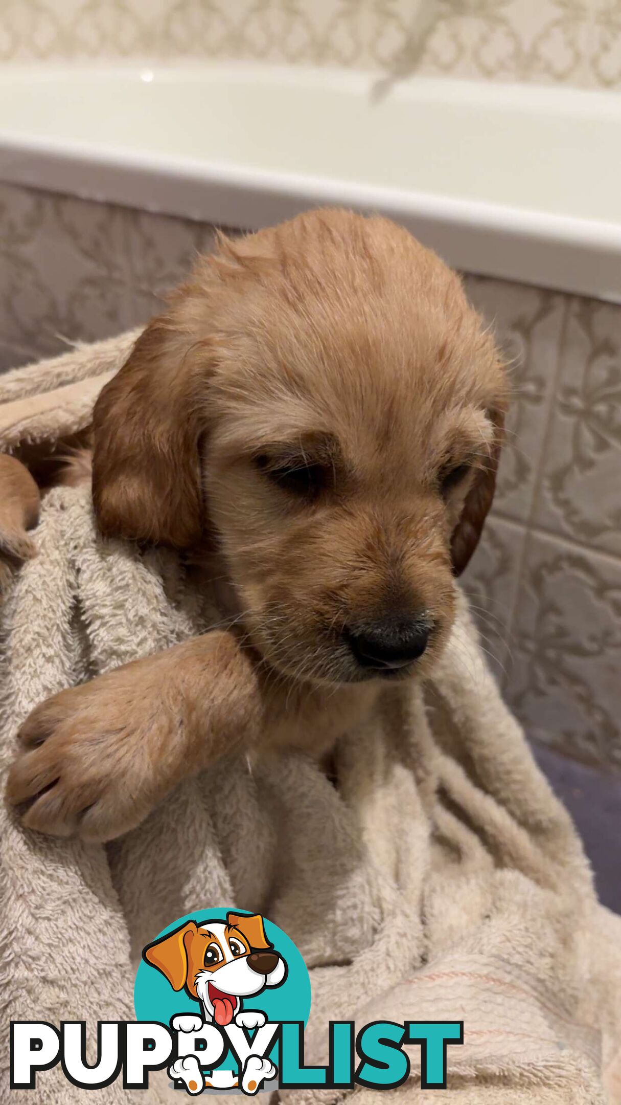 Labradoodle puppies for sell