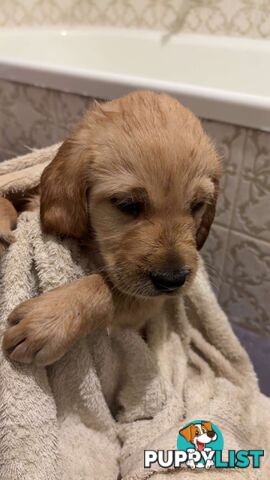 Labradoodle puppies for sell