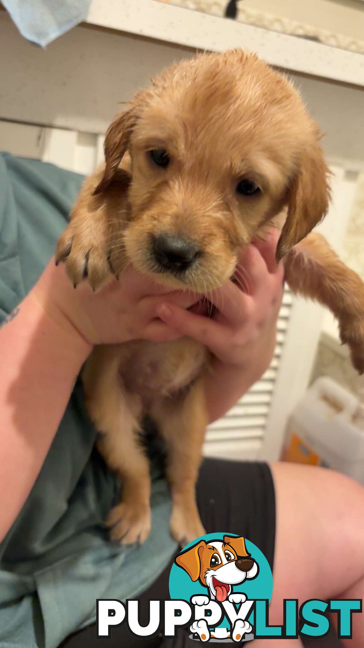 Labradoodle puppies for sell