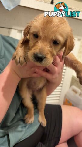 Labradoodle puppies for sell