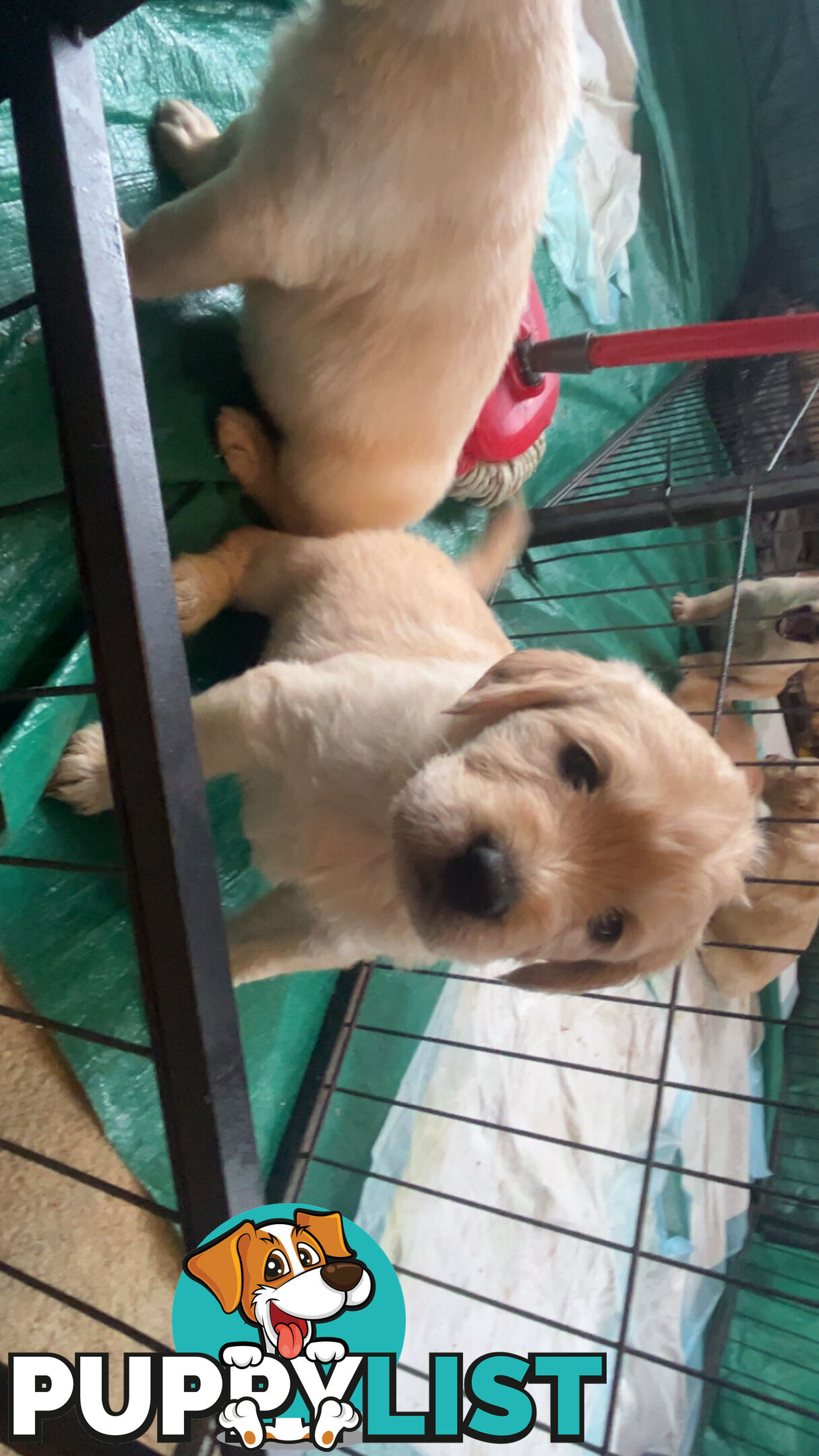 Labradoodle puppies for sell