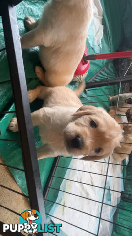 Labradoodle puppies for sell
