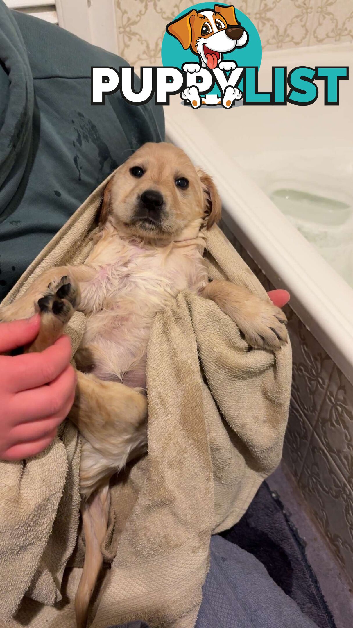 Labradoodle puppies for sell