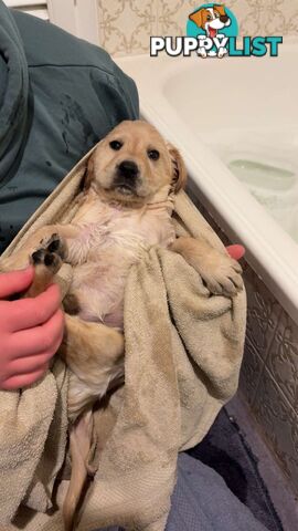 Labradoodle puppies for sell
